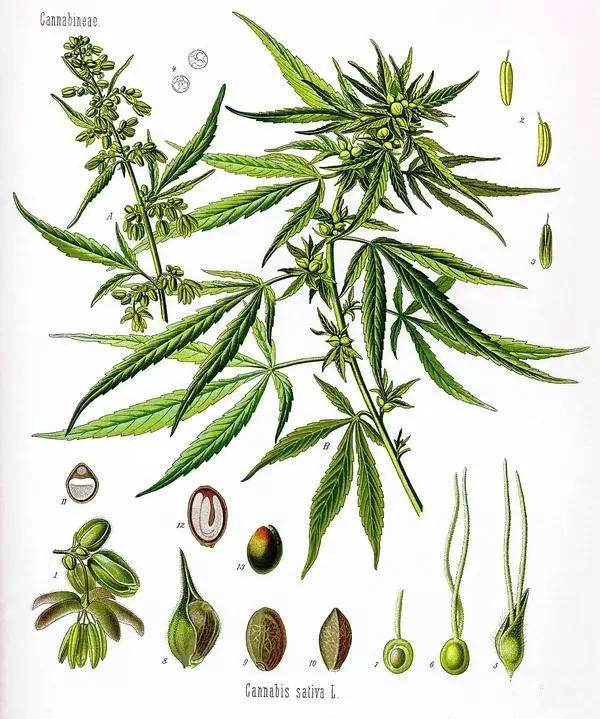 medical cannabis tins