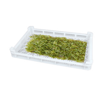 plastic frozen trays